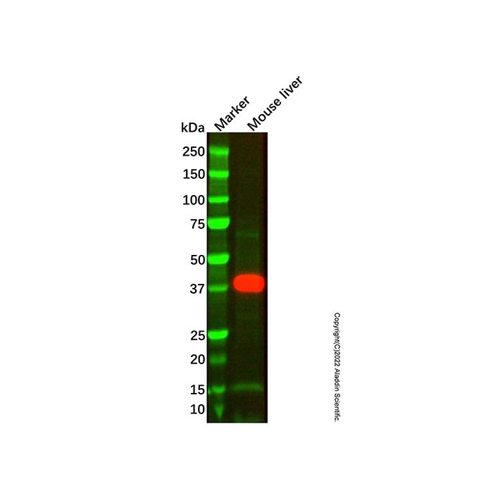 Recombinant ADH6 Antibody -    by Aladdin Scientific