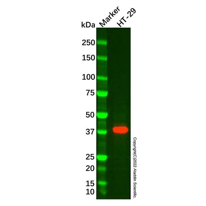 EpCAM Mouse mAb - by Aladdin Scientific