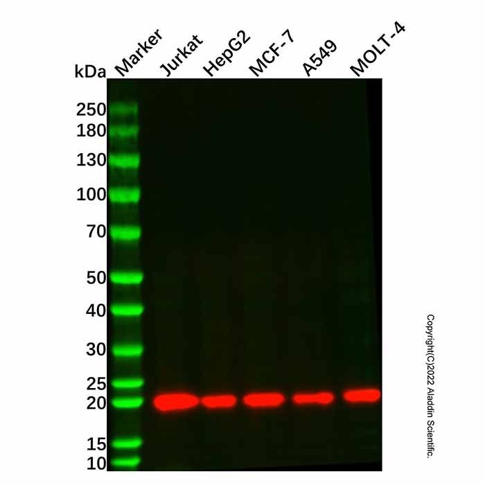 BID Mouse mAb -    by Aladdin Scientific