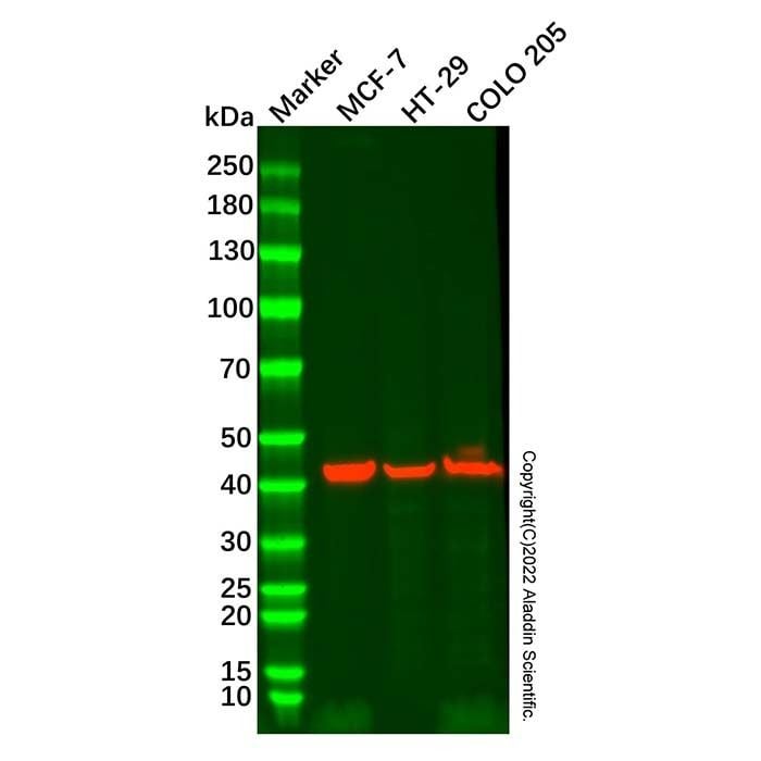 Cytokeratin 19 Mouse mAb -    by Aladdin Scientific