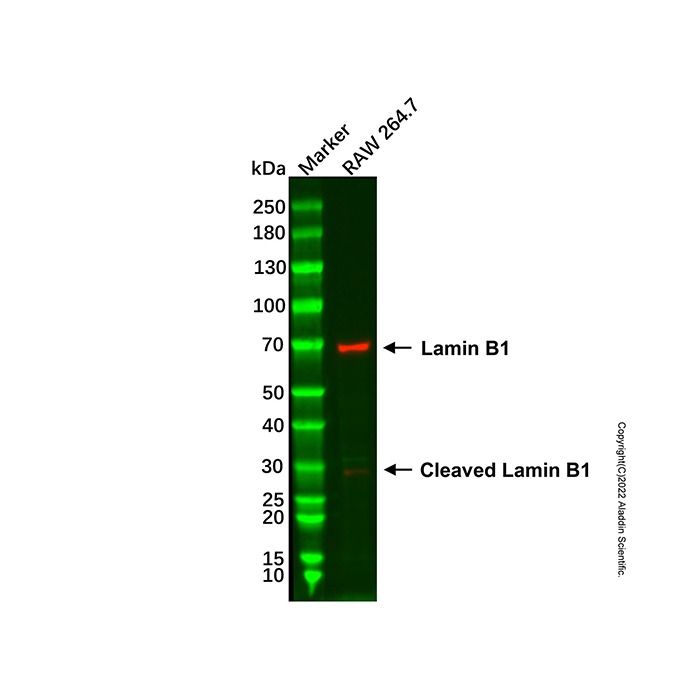 Lamin B1 Mouse mAb -    by Aladdin Scientific