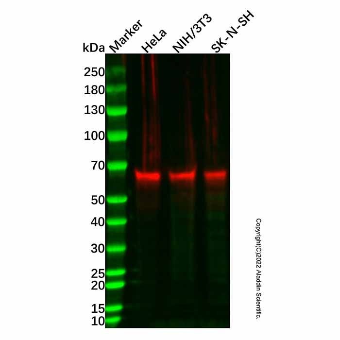 Cytokeratin 9 Mouse mAb -    by Aladdin Scientific