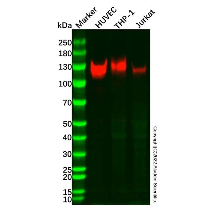 CD31 Mouse mAb -    by Aladdin Scientific