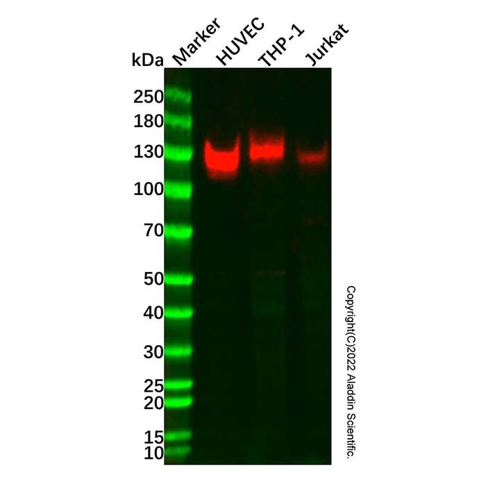 CD31 Mouse mAb -    by Aladdin Scientific