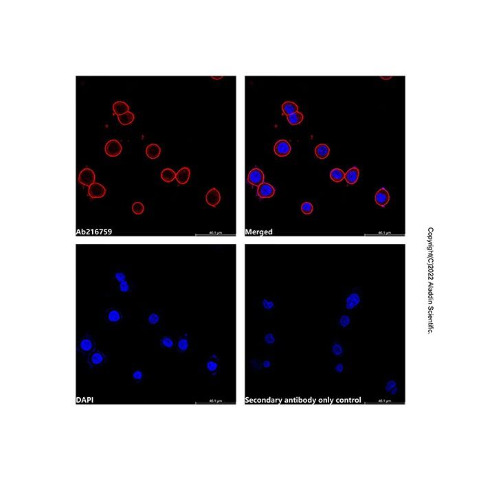 Goat Anti-Human IgG Fc (TRITC) -    by Aladdin Scientific