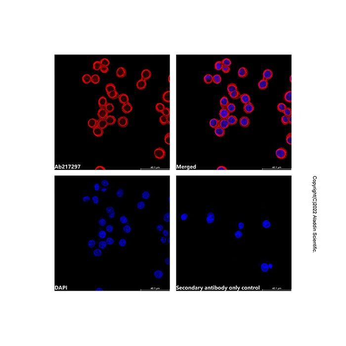 Goat Anti-Rabbit IgG H&L (AF546) -    by Aladdin Scientific