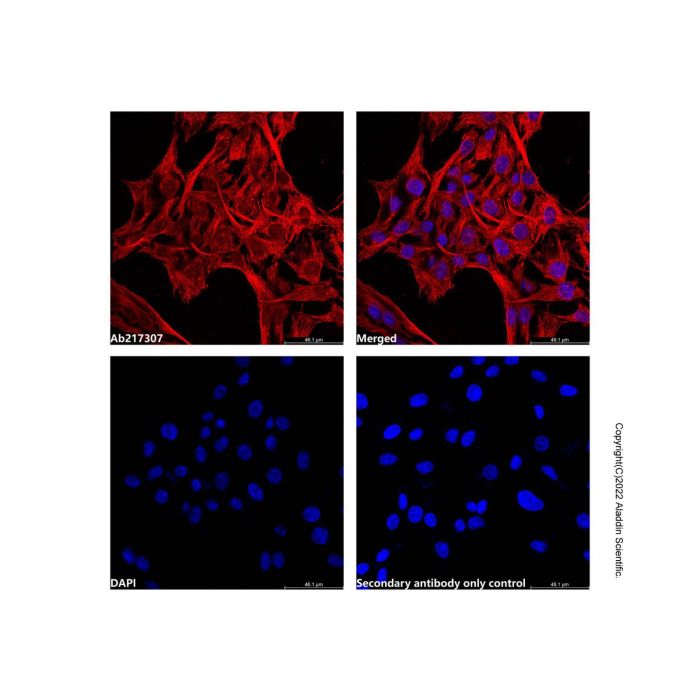 Goat Anti-Mouse IgG H&L (AF546) -    by Aladdin Scientific