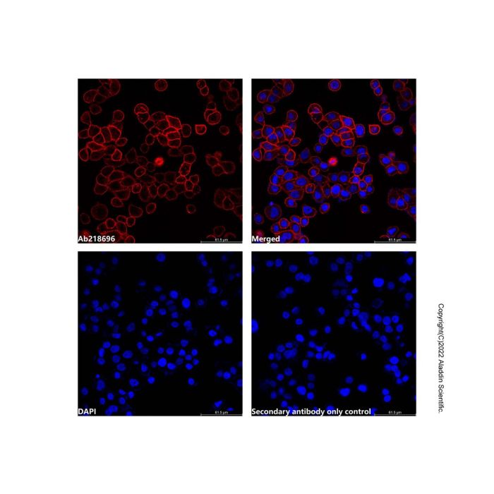 Goat Anti-Rabbit IgG H&L (AF647) (Ready to use) -    by Aladdin Scientific