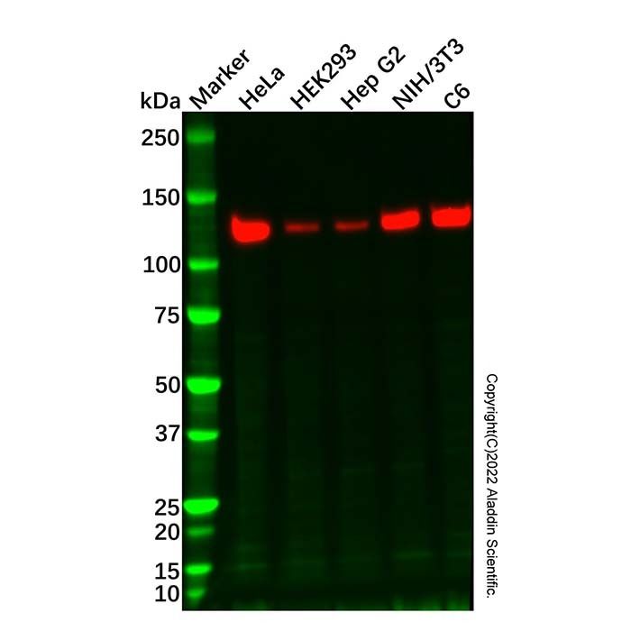 Vinculin Mouse mAb (HRP) - by Aladdin Scientific
