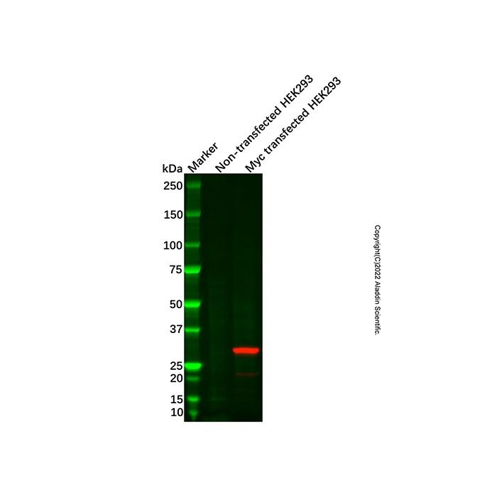 Myc tag Mouse mAb (HRP) - by Aladdin Scientific
