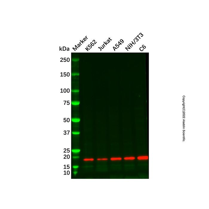 Cofilin Mouse mAb (HRP) -    by Aladdin Scientific