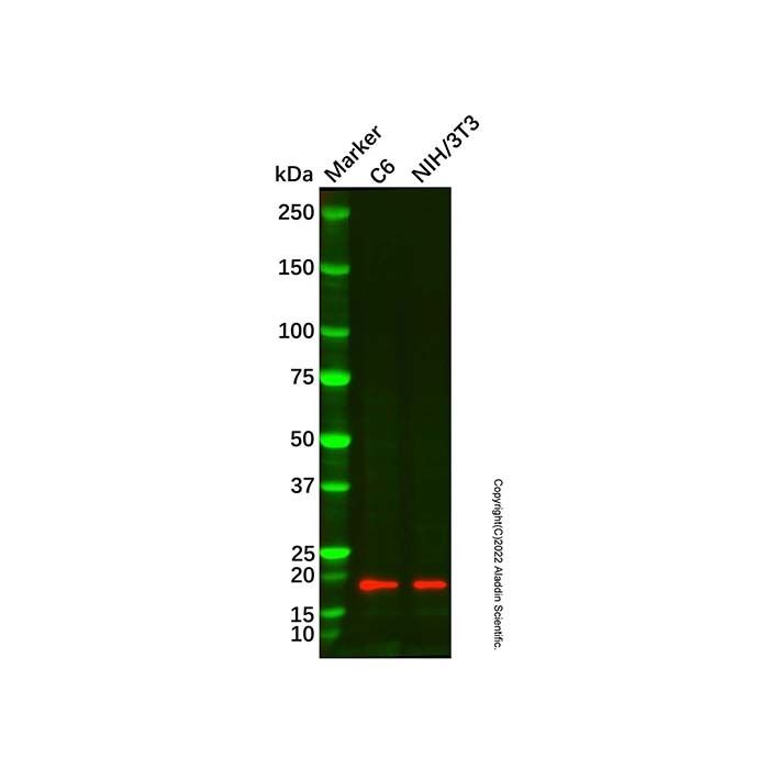 Cofilin Mouse mAb (Biotin) -    by Aladdin Scientific