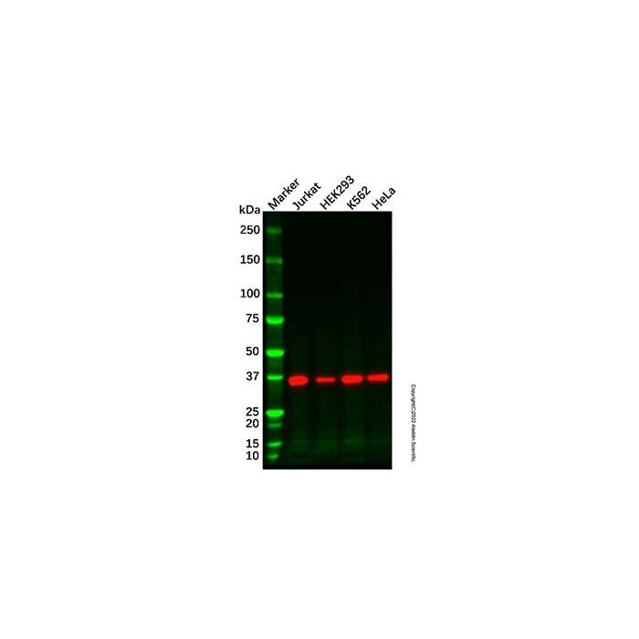 GAPDH Mouse mAb (HRP) - by Aladdin Scientific