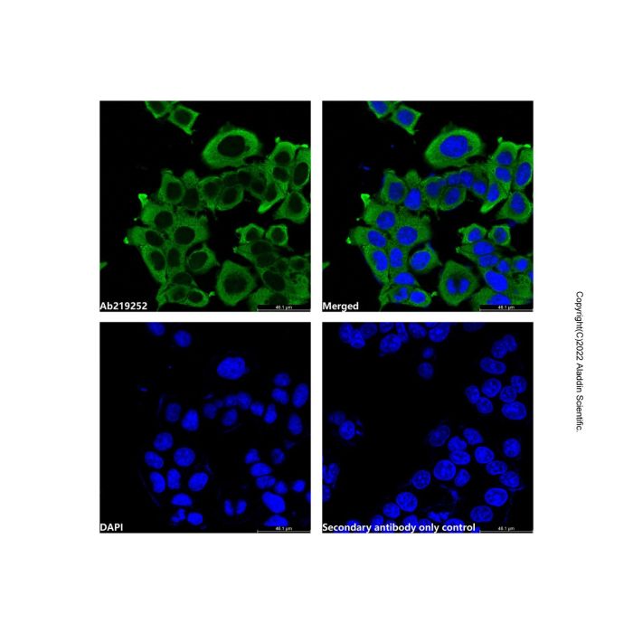 GAPDH Mouse mAb (Biotin) - by Aladdin Scientific
