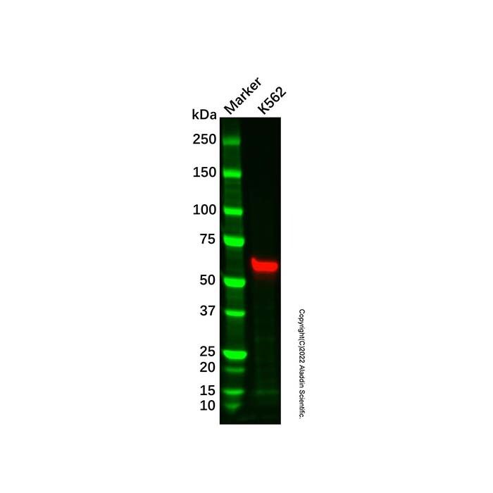 Hsp60 Mouse mAb (HRP) -    by Aladdin Scientific