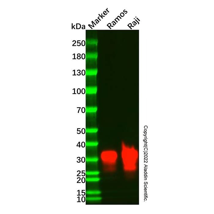 HLA-DR Mouse mAb -    by Aladdin Scientific