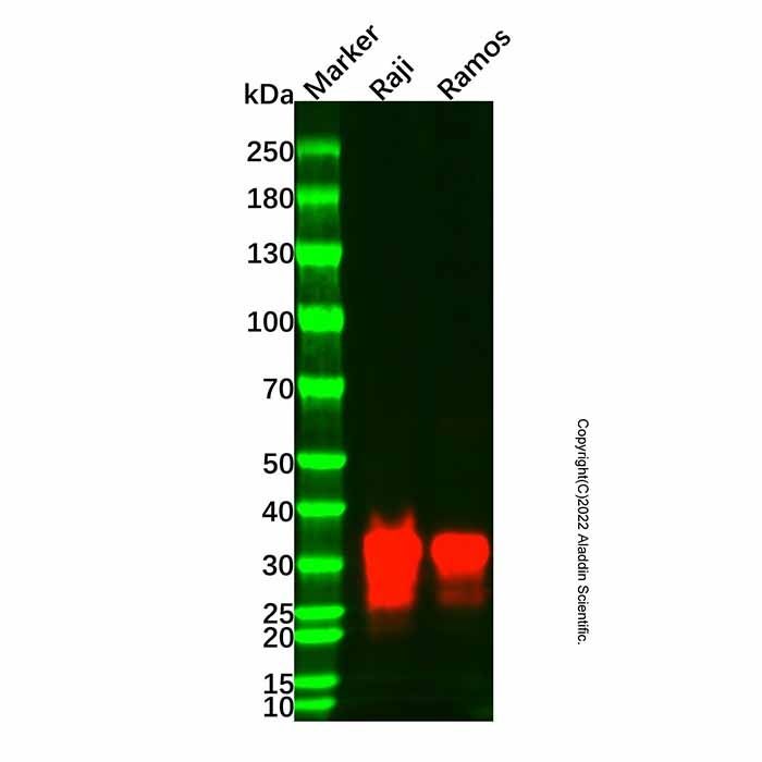 HLA-DR Mouse mAb -    by Aladdin Scientific