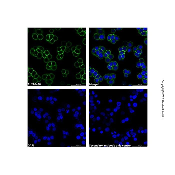 Goat Anti-Rabbit IgG H&L (LumiDye™ Blue 525) -    by Aladdin Scientific
