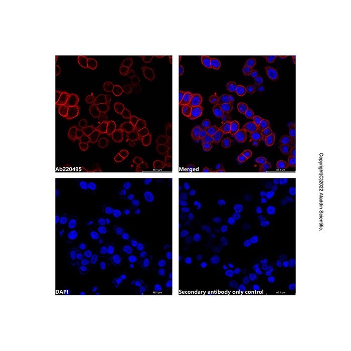 Goat Anti-Rabbit IgG H&L (LumiDye™ Red 665) -    by Aladdin Scientific