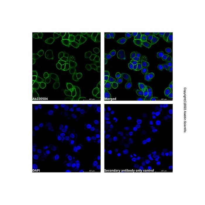 Goat Anti-Rabbit IgG H&L (LumiDye™ Blue 515) -    by Aladdin Scientific