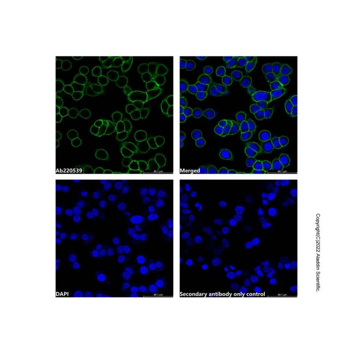 Goat Anti-Human IgG (LumiDye™ Blue 515) -    by Aladdin Scientific