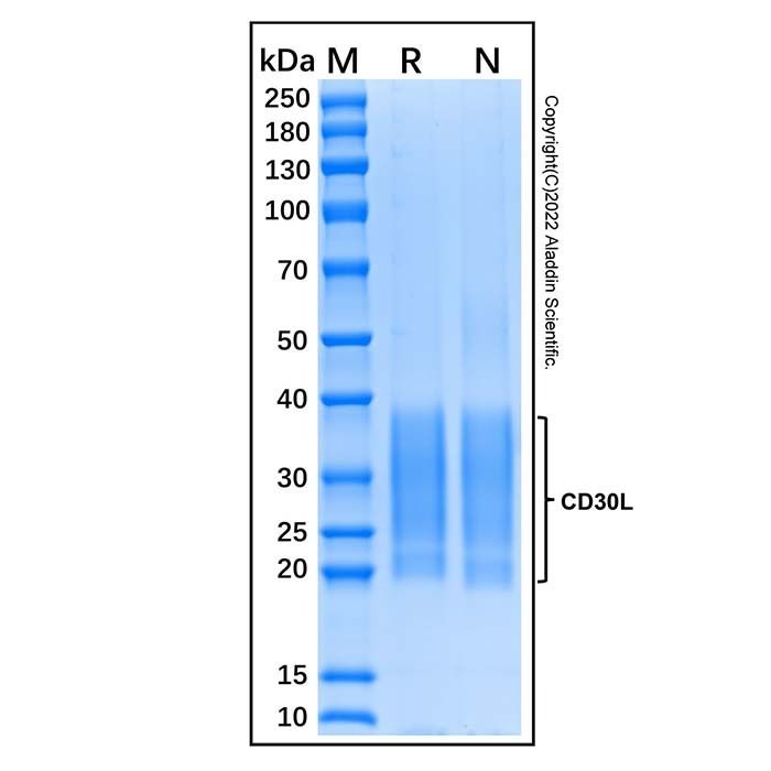 Recombinant Human CD30-L Protein -    by Aladdin Scientific