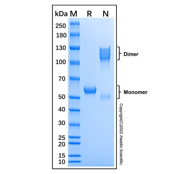 Recombinant Human JAM-A Protein -    by Aladdin Scientific