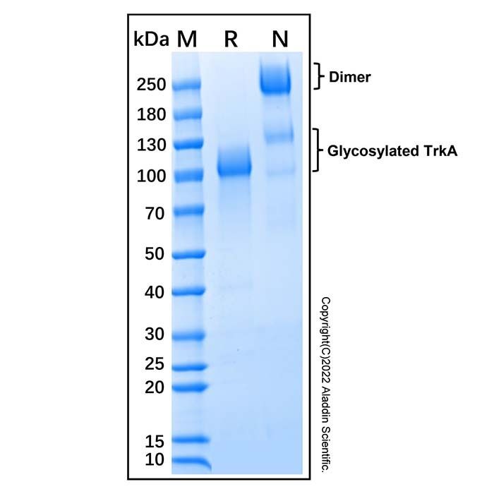 Recombinant Human TrkA Protein -    by Aladdin Scientific