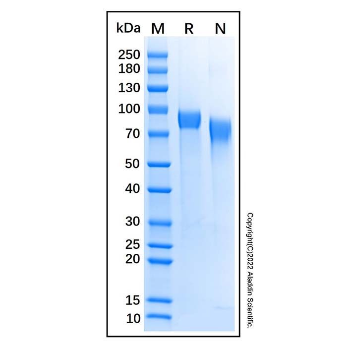 Recombinant Mouse PIR-B Protein -    by Aladdin Scientific