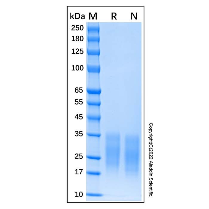 Recombinant Mouse SCF Protein -    by Aladdin Scientific