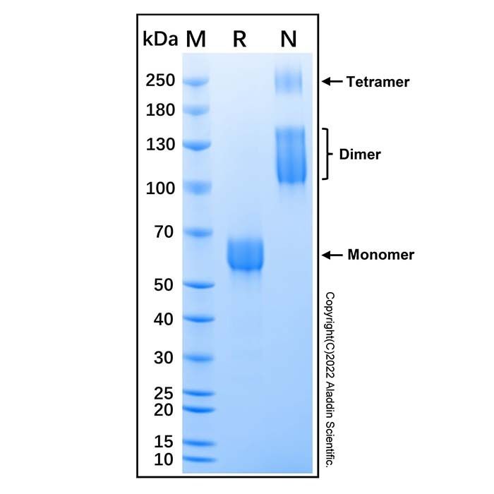 Recombinant Mouse TGF-beta RII Protein -    by Aladdin Scientific