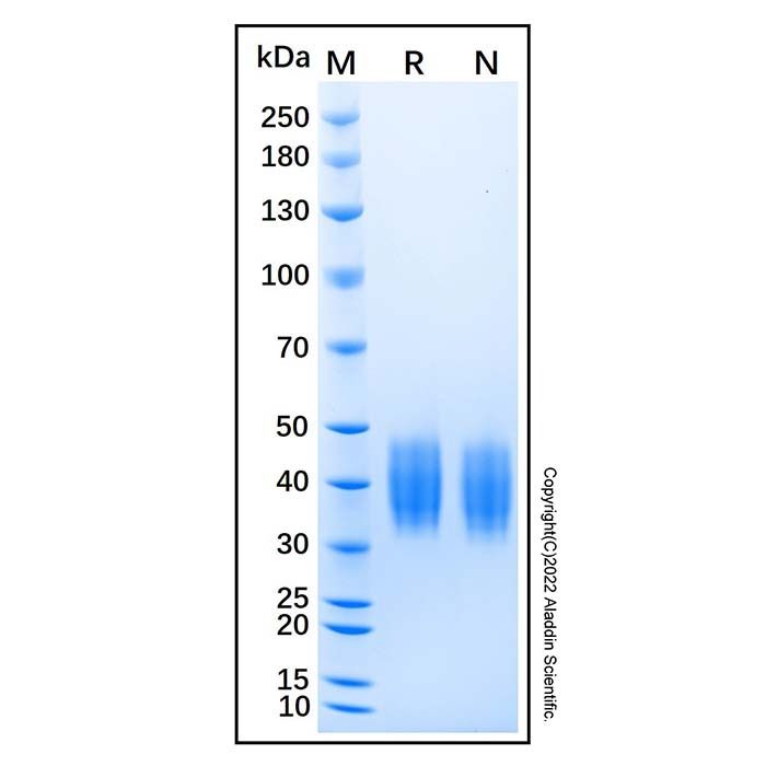 Recombinant Mouse Coagulation Factor III/Tissue Factor Protein -    by Aladdin Scientific