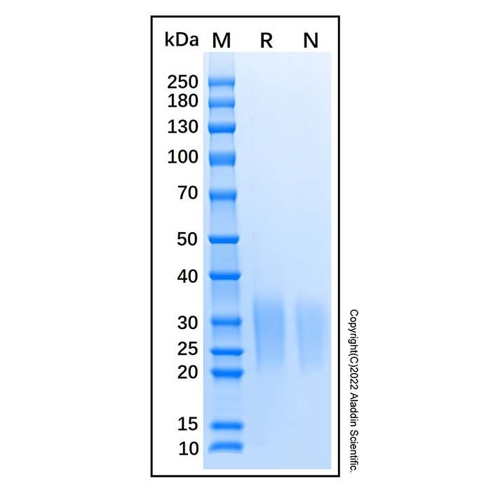 Recombinant Mouse Activin RIIA Protein -    by Aladdin Scientific