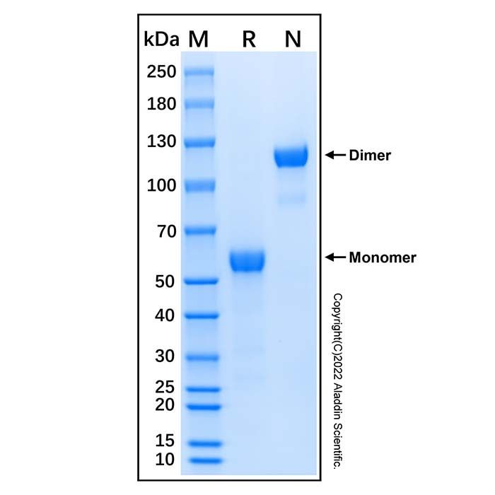 Recombinant Human Frizzled-9 Protein -    by Aladdin Scientific