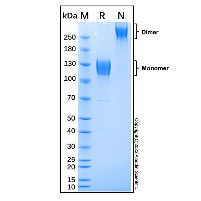 Recombinant Mouse IL-31RA Protein -    by Aladdin Scientific