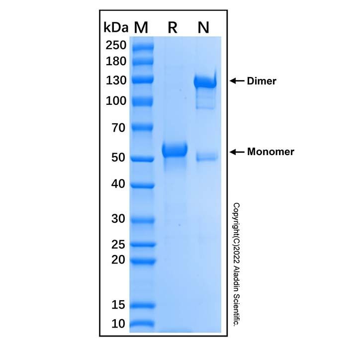 Recombinant Human BTNL8 Protein -    by Aladdin Scientific