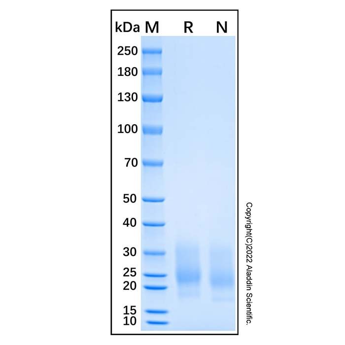 Recombinant Mouse TSLP Protein -    by Aladdin Scientific