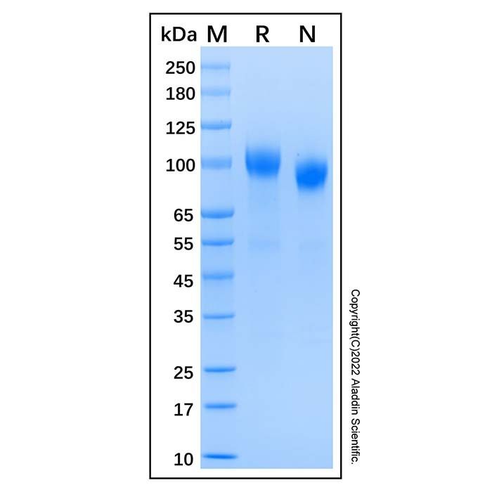 Recombinant Human ErbB4/HER4 Protein -    by Aladdin Scientific