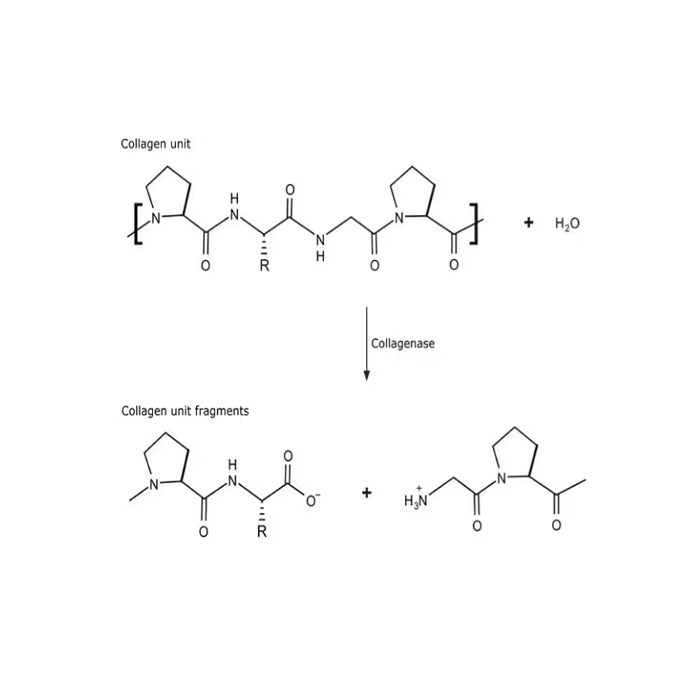 Collagenase from Clostridium histolyticum -   CAS No(9001-12-1) by Aladdin Scientific