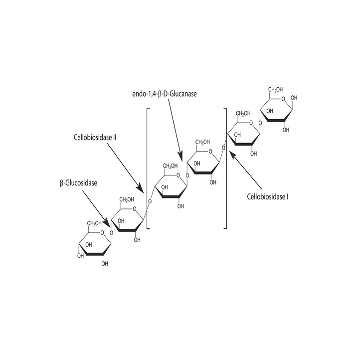 Cellulase(Carrier for starch) -   CAS No(9012-54-8) by Aladdin Scientific