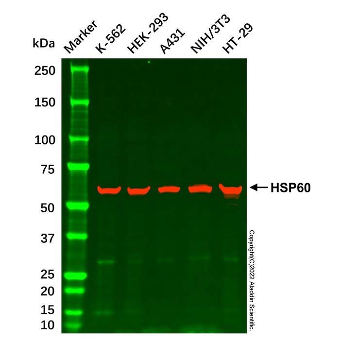 NIH/3T3 Whole Cell Lysate -    by Aladdin Scientific