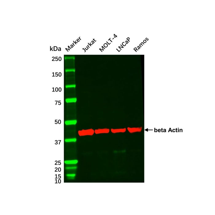MOLT-4 Whole Cell Lysate -    by Aladdin Scientific