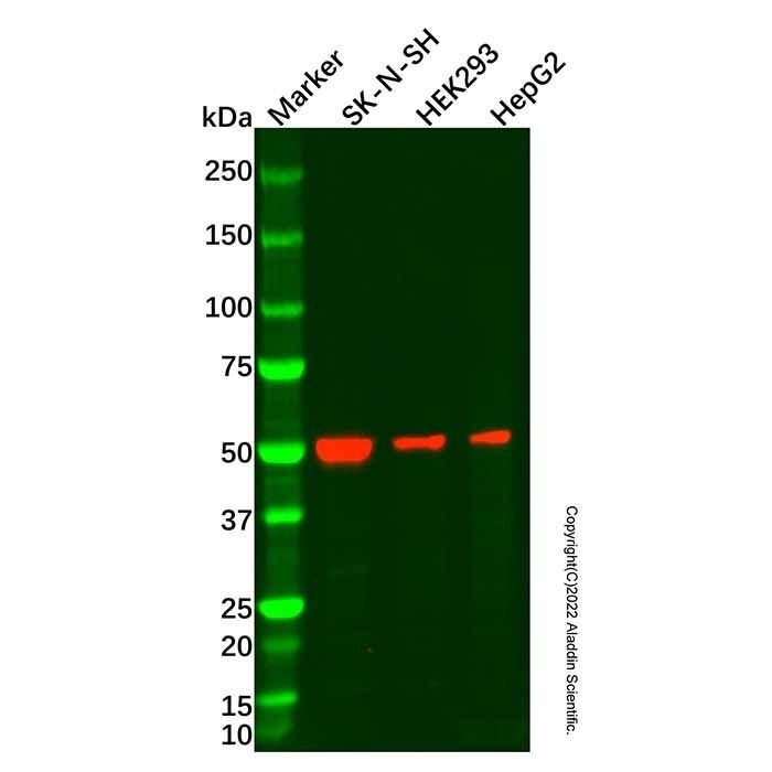beta III Tubulin Mouse mAb -    by Aladdin Scientific