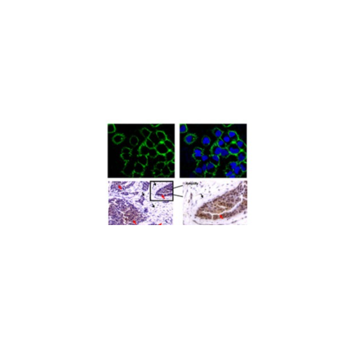 Heprin specific protein probe -    by Aladdin Scientific