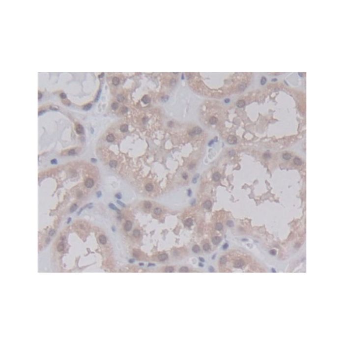 Cyclophilin A Mouse mAb -    by Aladdin Scientific