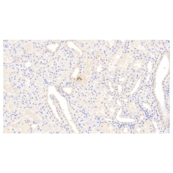 Cyclophilin B Mouse mAb - by Aladdin Scientific