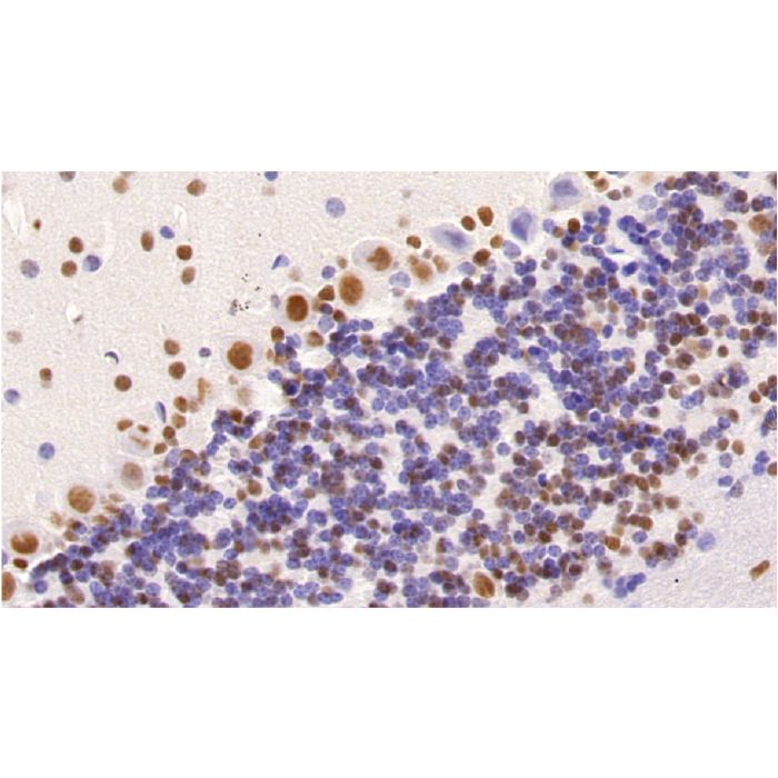 HDAC1 Mouse mAb -    by Aladdin Scientific