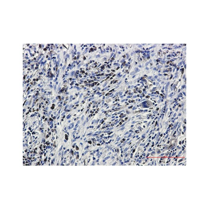 Recombinant Caspase3 Antibody - by Aladdin Scientific