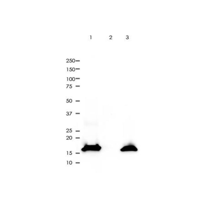 Recombinant COX IV Antibody - by Aladdin Scientific