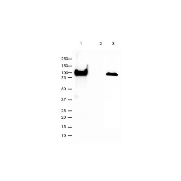 Recombinant ATP1A1 Antibody - by Aladdin Scientific